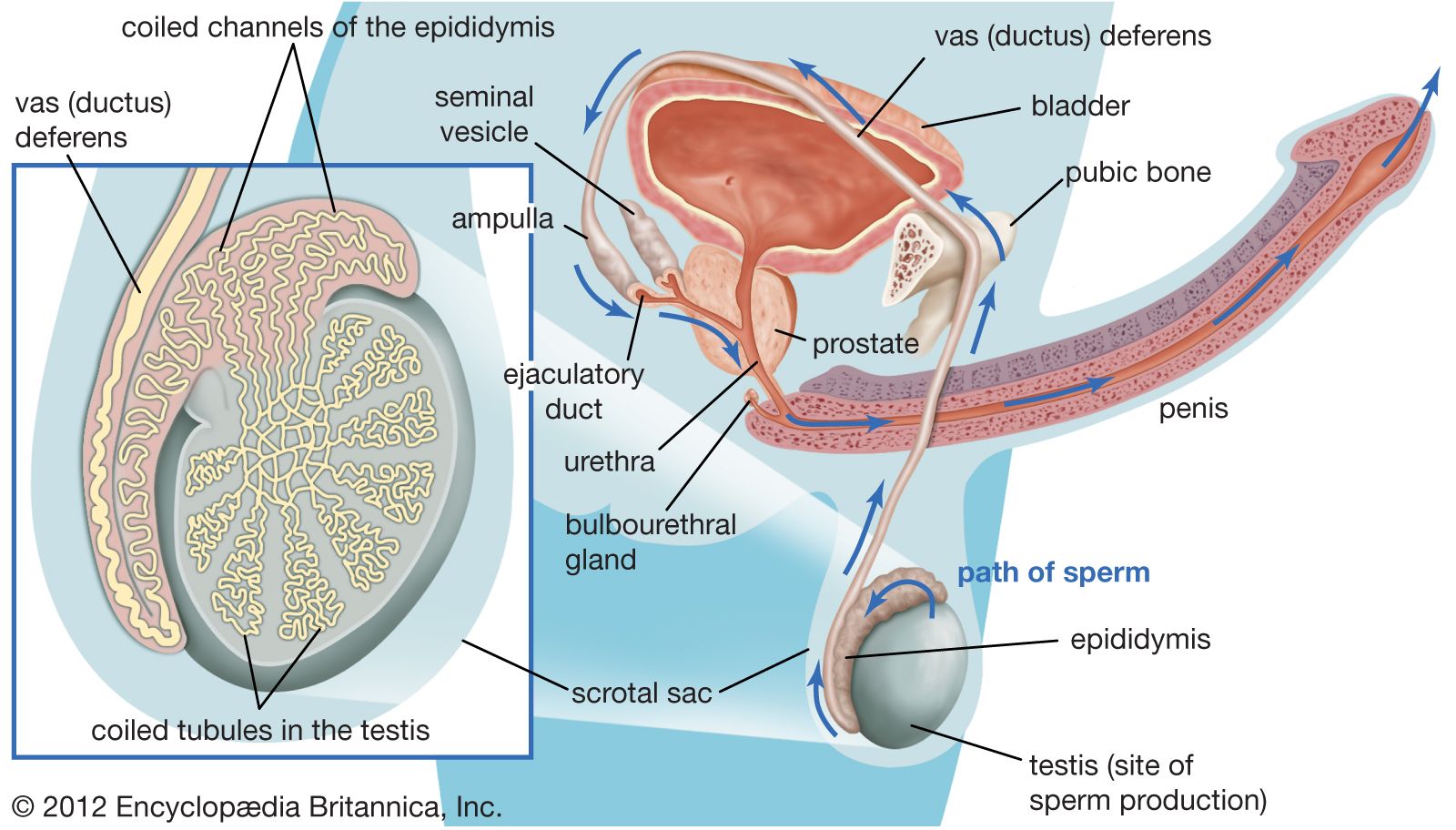 Navigating Premature Ejaculation: Unraveling Causes and Pursuing Effective Solutions