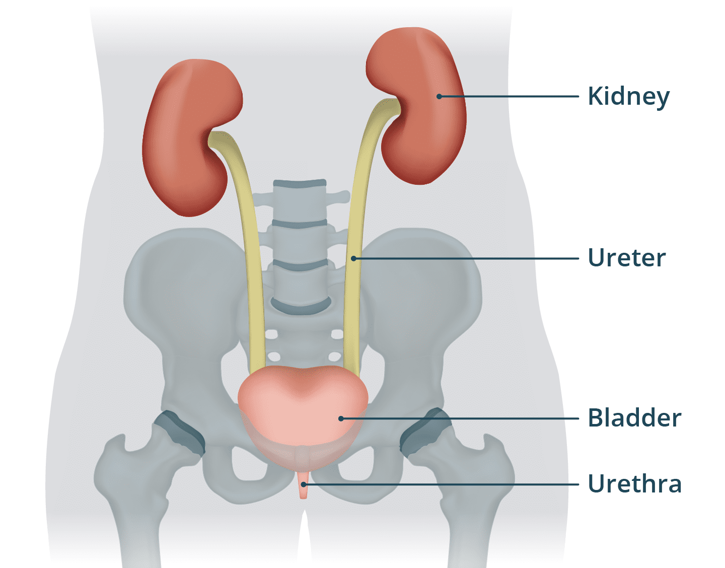 The Essential Guide to Urinary Tract Health: Prevention and Care
